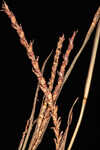 Wrinkled jointtail grass